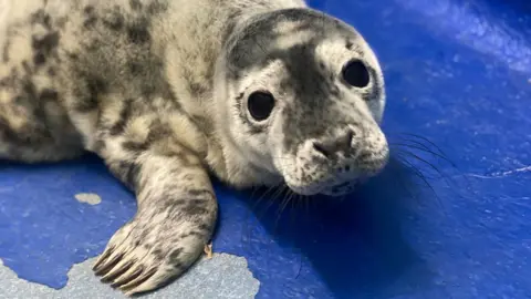 Cornish Seal Sanctuary Seal pup Parsley