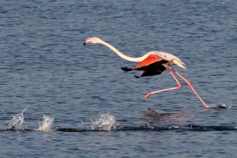 Reuters A migratory flamingo is seen above the water.