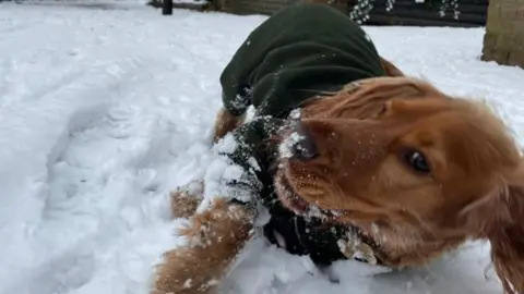 Elio enjoys rolling around in the snow while wearing a green fleece to keep him a bit more warm