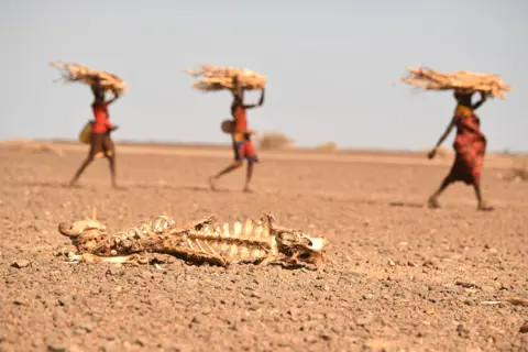 SIMON MAINA / AFP Turkana women carrying firewood in the area of Loiyangalani, which is the worst affected by the prolonged drought, in Marsabit, northern Kenya, 12 July 2022.