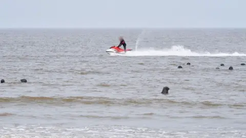 Roger Parrish/PA Wire Jet-skier and seals in water off Horsey beach in Norfolk