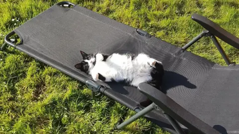 @CI_Style Cat on a deckchair