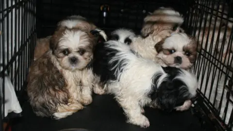 BBC Six puppies in a small cage