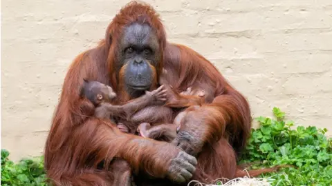 Dudley Zoo and Castle  Jazz nursing Sprout's newborn