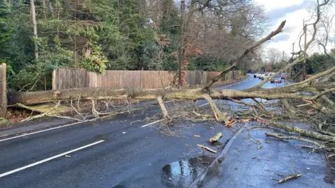 Fred Partington Fallen tree in North Ascot