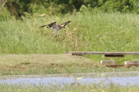 Michael St John Osprey in flight in Barbados