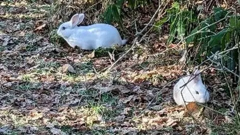 RSPCA Rabbits