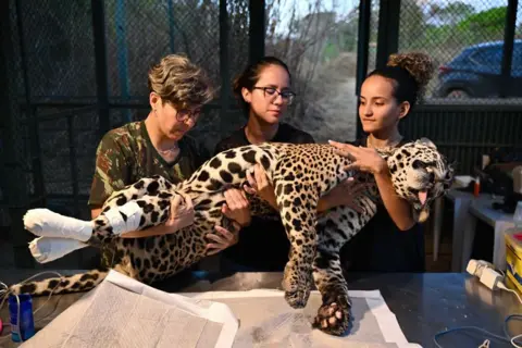 EVARISTO SA/AFP Veterinarian Pollyanna Motinha (L) and colleagues hold Itapira, a young female jaguar that had its paws burned during recent fires in Pantanal, as she receives treatment at the Nex No Extintion Institute NGO in Corumba de Goias, Goias State, Brazil, on September 12, 2024. 