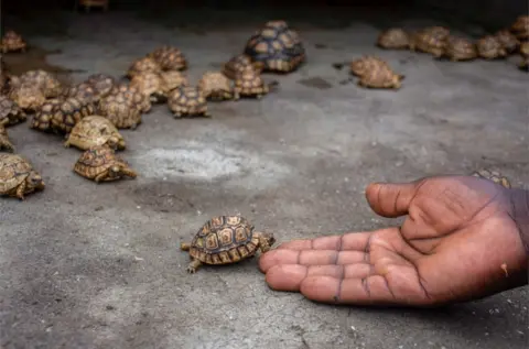 ISAAC KASAMANI/EPA An animal handler plays with a leopard turtle at the CTC Conservation Center in Butambala District, west of Kampala, in Uganda.