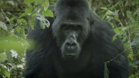 Mpungwe the silverback gorilla