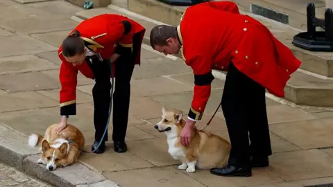 PA Media corgi