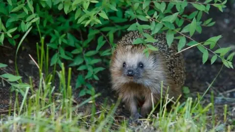 Jersey Hedgehog Preservation Group A hedgehog