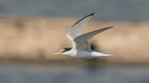 David Borderick Tern in flight