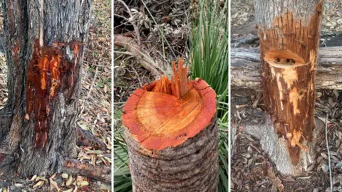 Willoughby Council Damage to the trees in Castle Cove