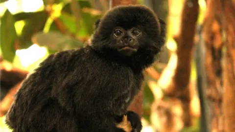 Ellie Pinches Goeldi's monkey