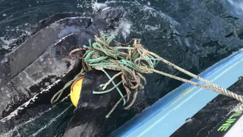 Neil Jenkins Turtle tangled in ghost gear