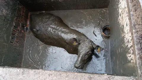 Hereford and Worcester Fire and Rescue Service Cow in cesspit