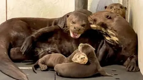 Yorkshire Wildlife park Otter pups with parents