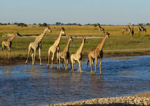 Kerry Greenan A group of giraffes crossing a river in Chobe National Park, Botswana