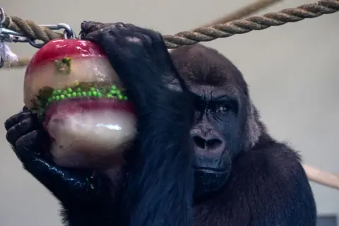 Getty Images A gorilla enjoys a frozen Christmas treat