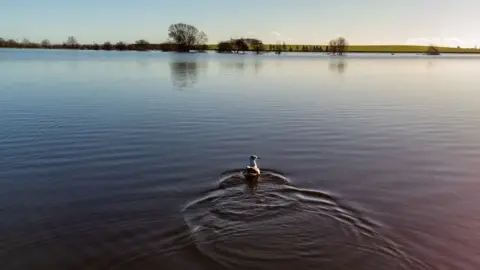 Ben Birchall A bird rests on still floodwaters near Langport Road, in flooded fields at Muchelney, Somerset.