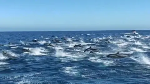 Dolphins