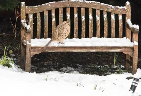 Alamy Live News A pheasant on a snow-covered bench