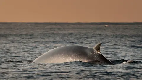 Getty Images Fin whale