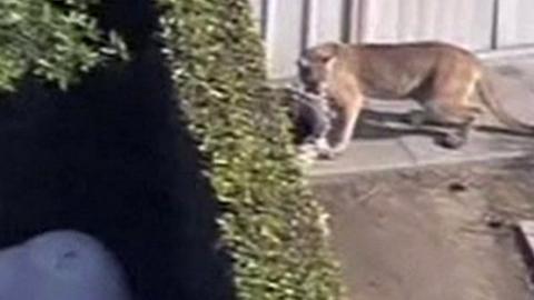Colorado runner kills cougar in self-defence after attack - BBC News