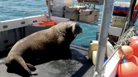 Wally sat on a boat