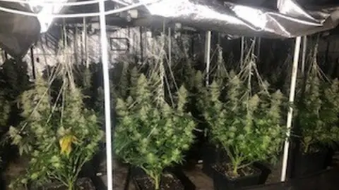 Hertfordshire Police Cannabis plants