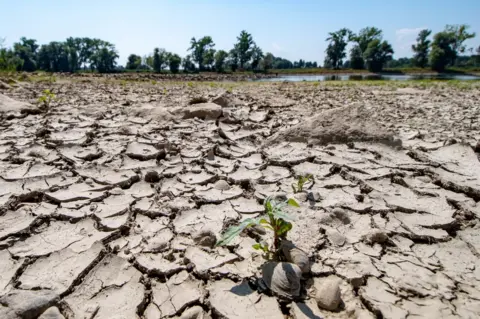 Getty Images The partly dried out bed of the river Danube is pictured in Mariaposching, southern Germany