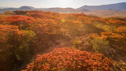 Alamy Msasas in Nyanga, Zimbabwe