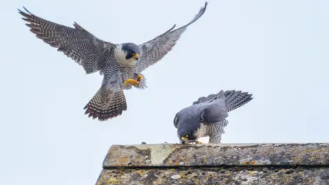 Steve Grundy William and Mel