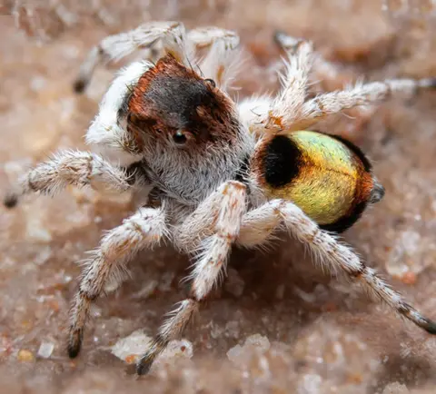 Nick Volpe Maratus volpei