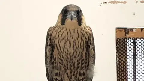 BBC Peregrine Falcon AA