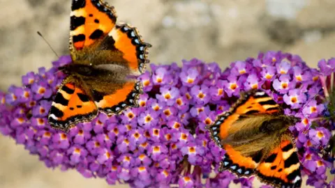 Cliff Kinch A pair of small tortoiseshell butterflies on a buddleia.