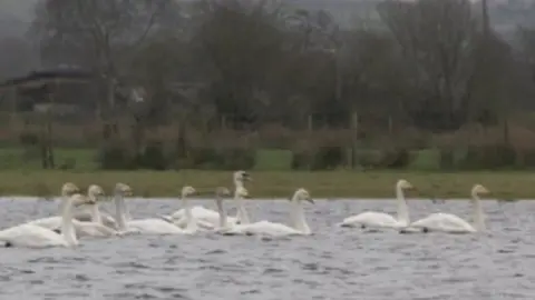 Whooper swans