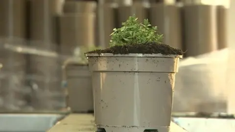 BBC Herbs ready for next year being potted up in the plastic pots