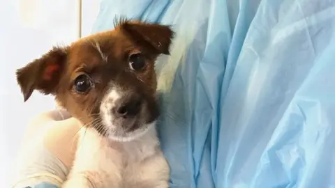 Mayhew A picture of Jack Russell Terrier Luna at the vets after being llegally sold underage on a buy and sell website