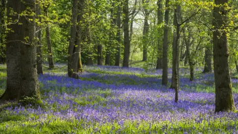 Getty Images A woodland