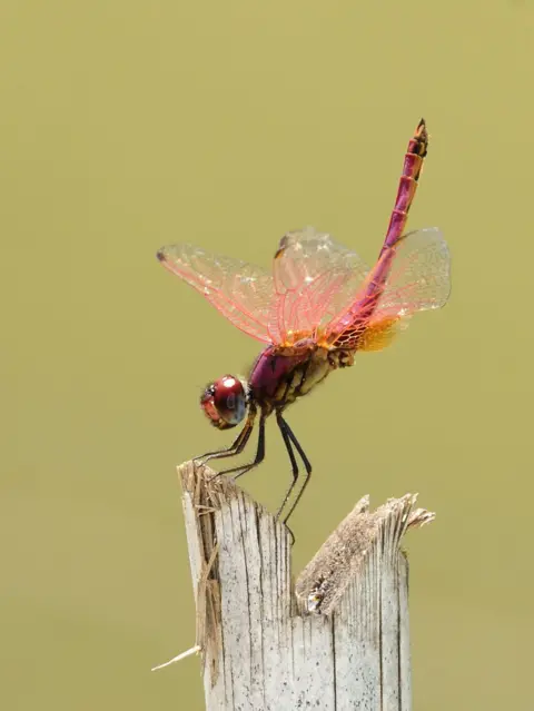 Madhan Kumar Damselfly