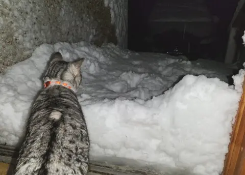 Matt Davenport Cat looking at snow at Upper Voe