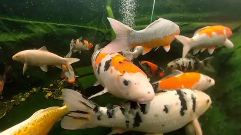 Fish swimming in pond.