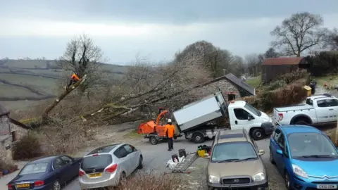 Christina Laben The black poplar tree was pulled from the ground during high winds as Storm Emma hit on Thursday
