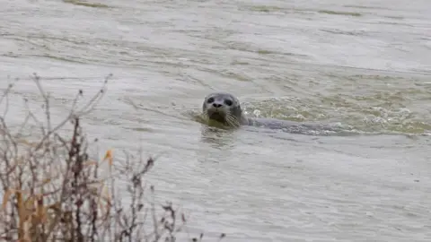 Peterborough Walks A grey seal - half submerged in the water, looking towards the camera.