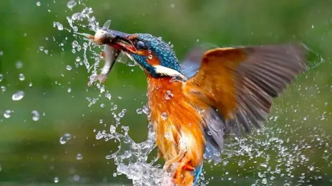 Andrew Kelly Kingfisher with fish.