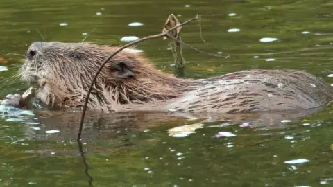 Mike Symes/Devon Wildlife Trust Beavers