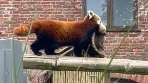 West Midland Safari Park A red panda and her cub