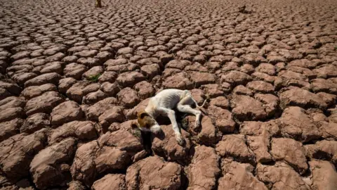 FADEL SENNA/AFP Dogs lay on cracked earth at al-Massira dam in Ouled Essi Masseoud village, some 140 kilometres (85 miles) south of Casablanca, on March 6, 2024.